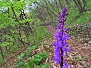 30 Orchis mascula (Orchide maschia) 